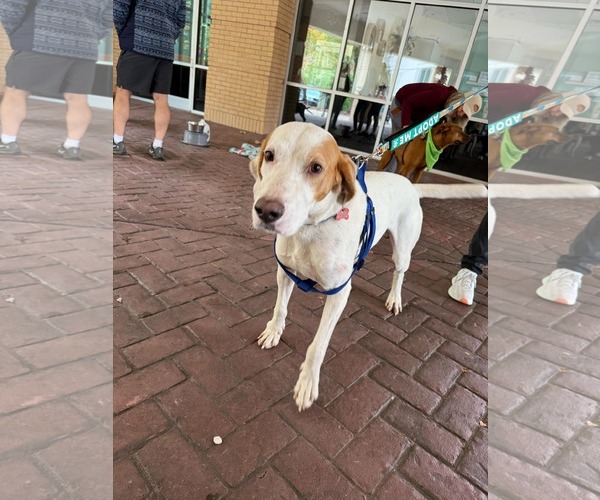 Medium Photo #9 English Foxhound-Unknown Mix Puppy For Sale in Holly Springs, NC, USA