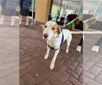 Small #8 English Foxhound Mix