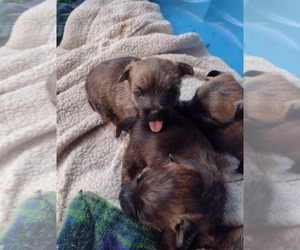 Cairn Terrier Puppy for sale in WHITEWOOD, SD, USA