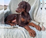 Small #2 Doberman Pinscher