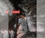 Small #17 Cane Corso