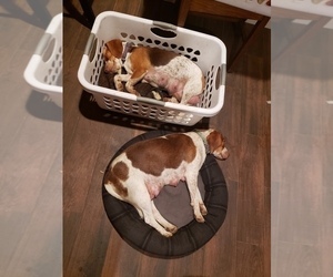 Mother of the Beagle puppies born on 09/20/2019