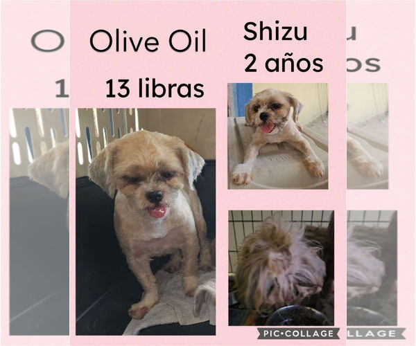 Medium Photo #3 Shih Tzu-Unknown Mix Puppy For Sale in Virginia Beach, VA, USA