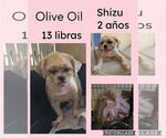 Small #2 Shih Tzu Mix