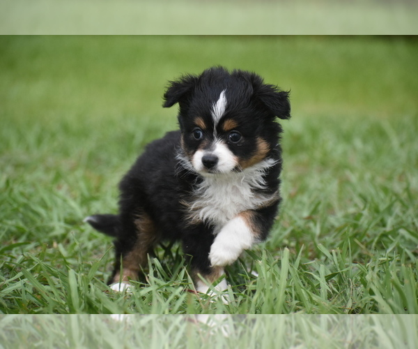 Medium Photo #4 Miniature Australian Shepherd Puppy For Sale in PALM COAST, FL, USA