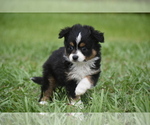 Small #3 Miniature Australian Shepherd