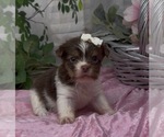 Small #3 Shorkie Tzu
