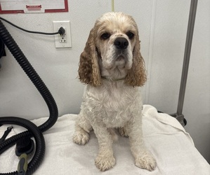 Father of the Cocker Spaniel puppies born on 07/31/2025
