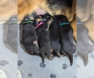 German Shepherd Dog Litter for sale in BRADFORD, OH, USA