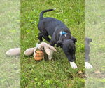 Small #2 Border Collie-Jack Russell Terrier Mix
