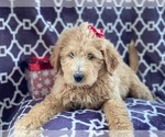 Small #12 Labradoodle