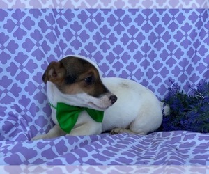 Jack Russell Terrier-Unknown Mix Puppy for sale in LANCASTER, PA, USA