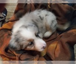 Small Photo #2 Border-Aussie Puppy For Sale in COOS BAY, OR, USA