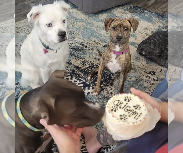 Medium Photo #4 Mutt Puppy For Sale in Fargo, ND, USA