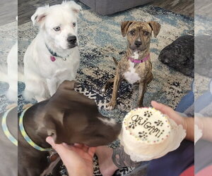 Wini - Female Mutt Dog for Adoption - Photo #4