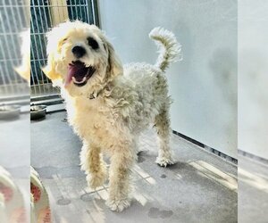 Poodle (Miniature)-Unknown Mix Dogs for adoption in Santa Barbara, CA, USA
