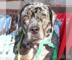 Catahoula Leopard Dog-Retriever  Mix Dogs for adoption in Washington, DC, USA