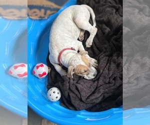Flossy - Female Staffordshire Bull Terrier Dog for Adoption - Photo #7