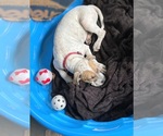 Small Photo #7 Staffordshire Bull Terrier Puppy For Sale in Maryville, TN, USA