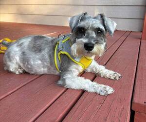 Mother of the Schnauzer (Miniature) puppies born on 08/17/2026