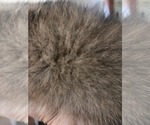 Small #3 Maltipom