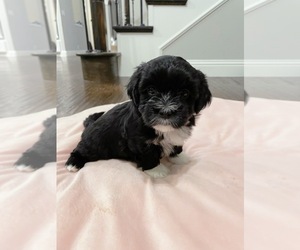 Mal-Shi Puppy for sale in PLANO, TX, USA