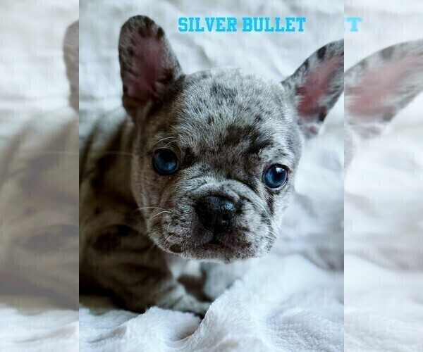 Medium Photo #2 French Bulldog Puppy For Sale in BIGFORK, MT, USA