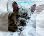 Small #1 French Bulldog