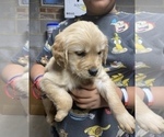 Small Photo #10 Golden Retriever Puppy For Sale in WASHINGTON, DC, USA