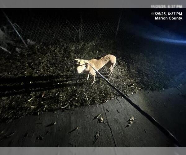 Medium Photo #1 American Pit Bull Terrier-Unknown Mix Puppy For Sale in Ocala, FL, USA