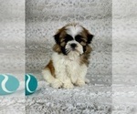 Small #4 Shih Tzu