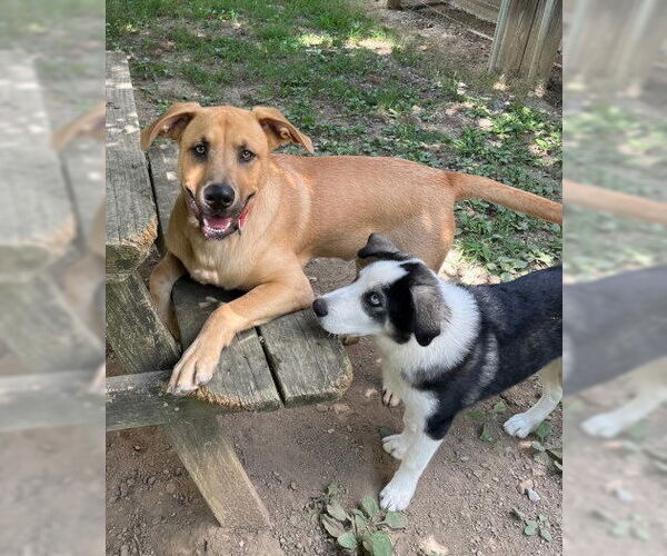 Medium Photo #6 Black Mouth Cur-Labrador Retriever Mix Puppy For Sale in Mountain View, AR, USA