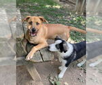Small #5 Black Mouth Cur-Labrador Retriever Mix