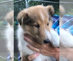 Collie Puppy for sale in GARDEN, MI, USA