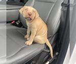 Small Labrador Retriever Mix