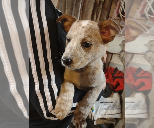Medium Photo #1 Australian Cattle Dog Puppy For Sale in STARKSBORO, VT, USA