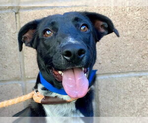 German Shepherd Dog-Unknown Mix Dogs for adoption in Moreno Valley, CA, USA