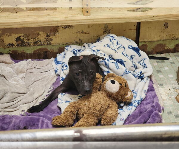Medium Photo #2 American Staffordshire Terrier-Unknown Mix Puppy For Sale in Jackson, MS, USA