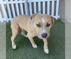 Staffordshire Bull Terrier Dogs for adoption in Modesto, CA, USA