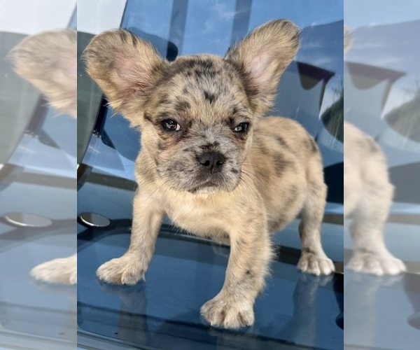 Medium Photo #17 French Bulldog Puppy For Sale in MIAMI BEACH, FL, USA