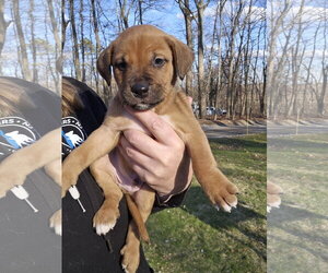 American Pit Bull Terrier-Bernese Mountain Dog Mix Dogs for adoption in Rockaway, NJ, USA