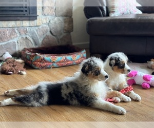 Australian Shepherd Litter for sale in CHEHALIS, WA, USA