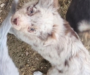 Miniature Australian Shepherd Puppy for sale in MILTON, WI, USA