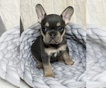 Small Photo #2 French Bulldog Puppy For Sale in ROUND ROCK, TX, USA