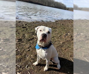 Mutt Dogs for adoption in Warrenton, VA, USA