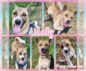 Akita-German Shepherd Dog Mix Dogs for adoption in Blacksburg, SC, USA