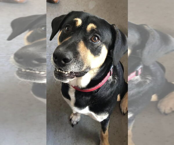 Medium Photo #3 Rottweiler-Siberian Husky Mix Puppy For Sale in west Palm Beach, FL, USA