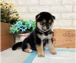 Small Photo #8 Shiba Inu Puppy For Sale in SAN DIEGO, CA, USA
