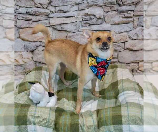 Medium Photo #4 Chihuahua-Unknown Mix Puppy For Sale in Kennesaw, GA, USA