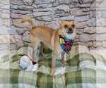 Small #3 Chihuahua Mix